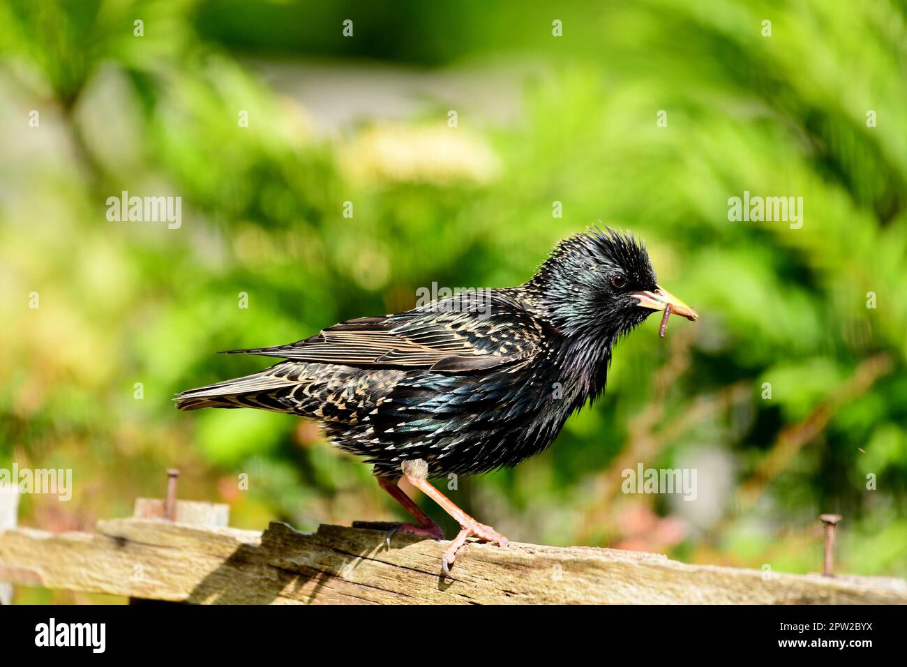 Starlings Stock Photo