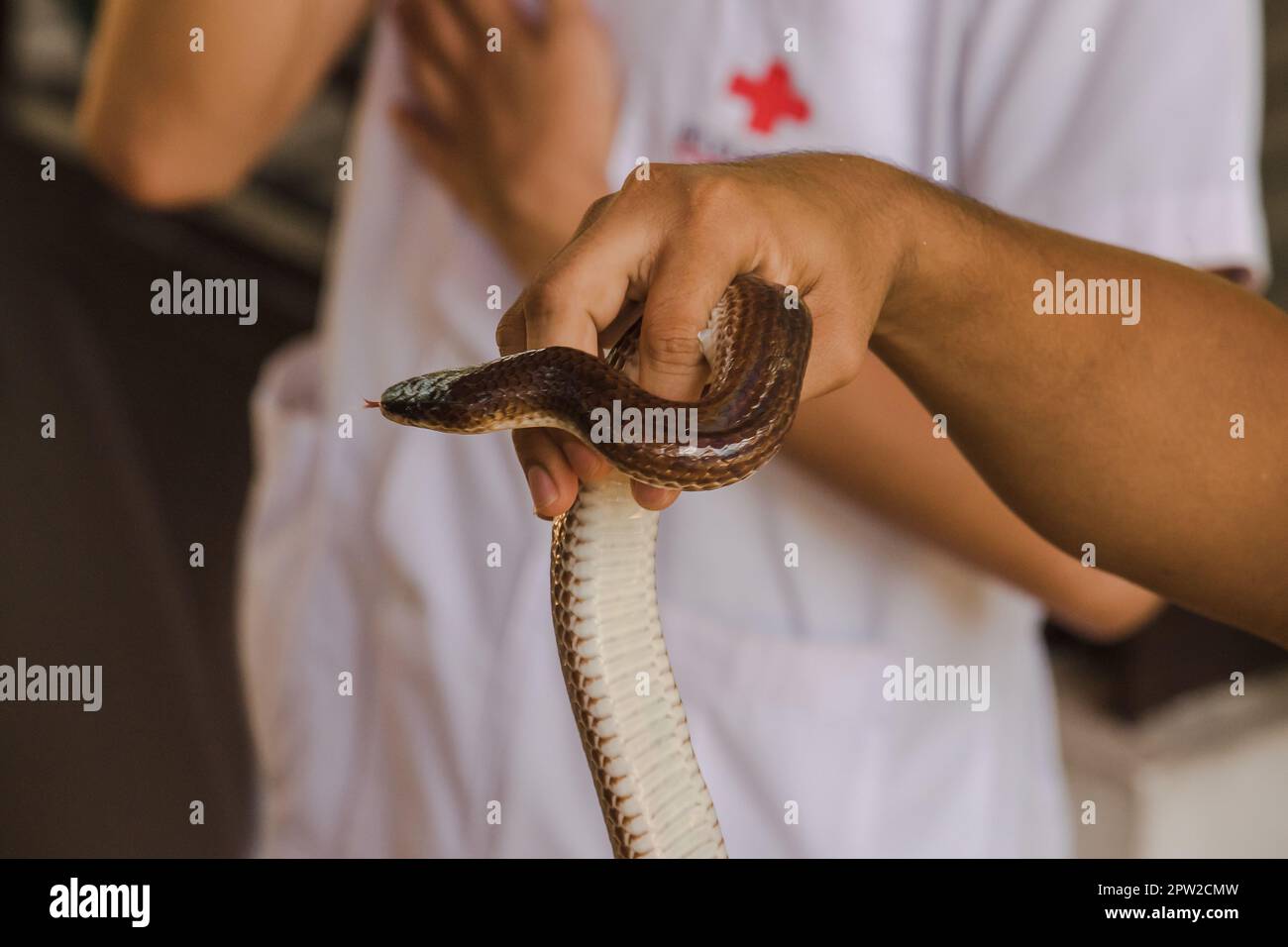 Sunbeam snake on the hands of men Is a nonvenomous snake The body is