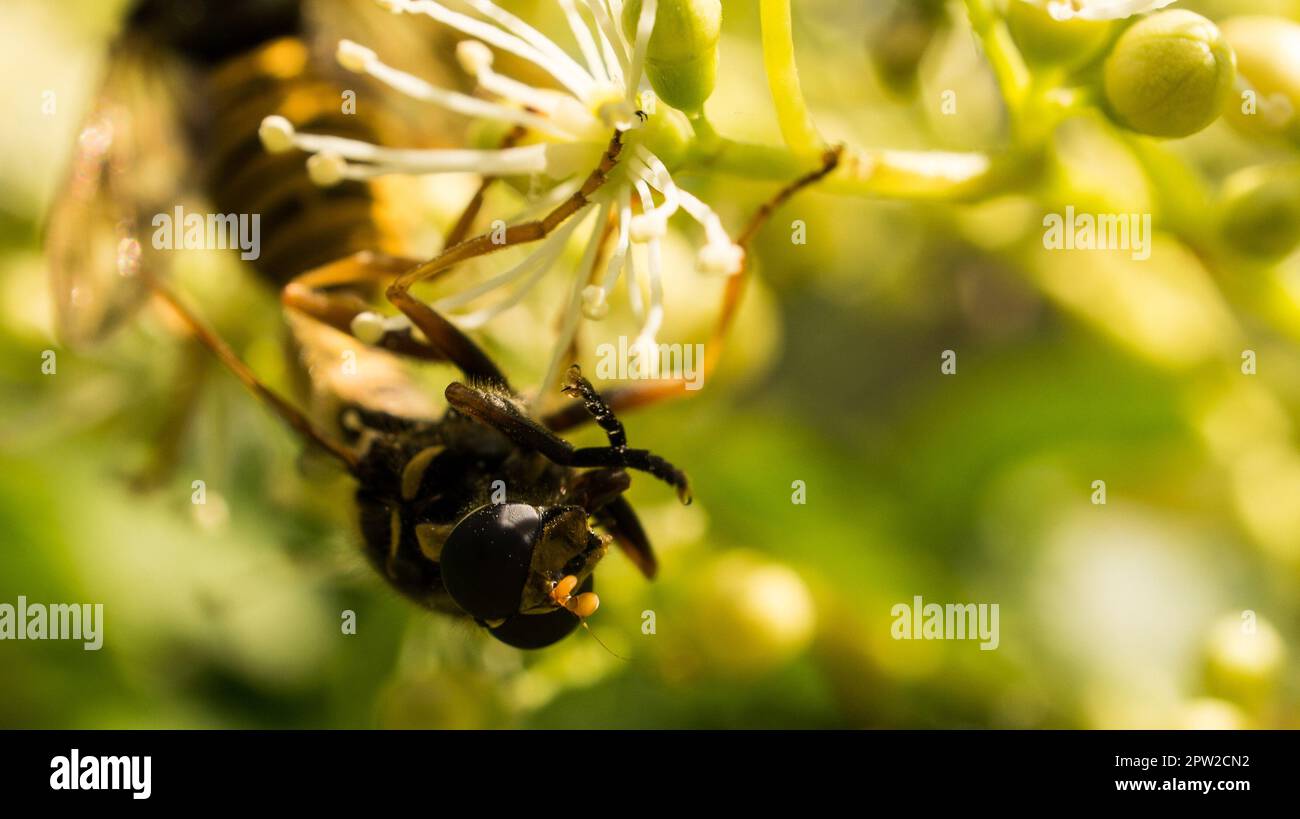 Fly catfish on a flower collecting nectar. Macro shot of an insect Stock  Photo - Alamy