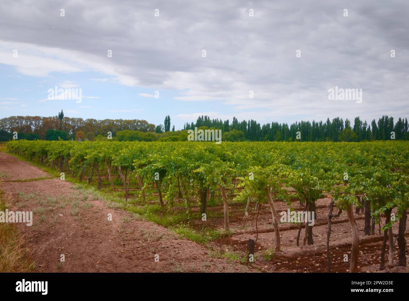 Grapevine rows at a vineyard estate in Mendoza, Argentina. Wine industry, agriculture background. Stock Photo