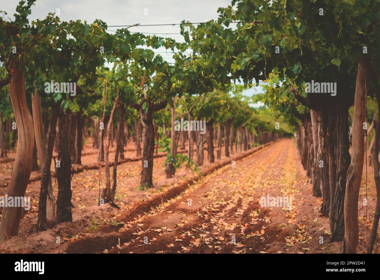 Grapevines on a vineyard estate in Mendoza, Argentina. Wine industry, agriculture background. Stock Photo