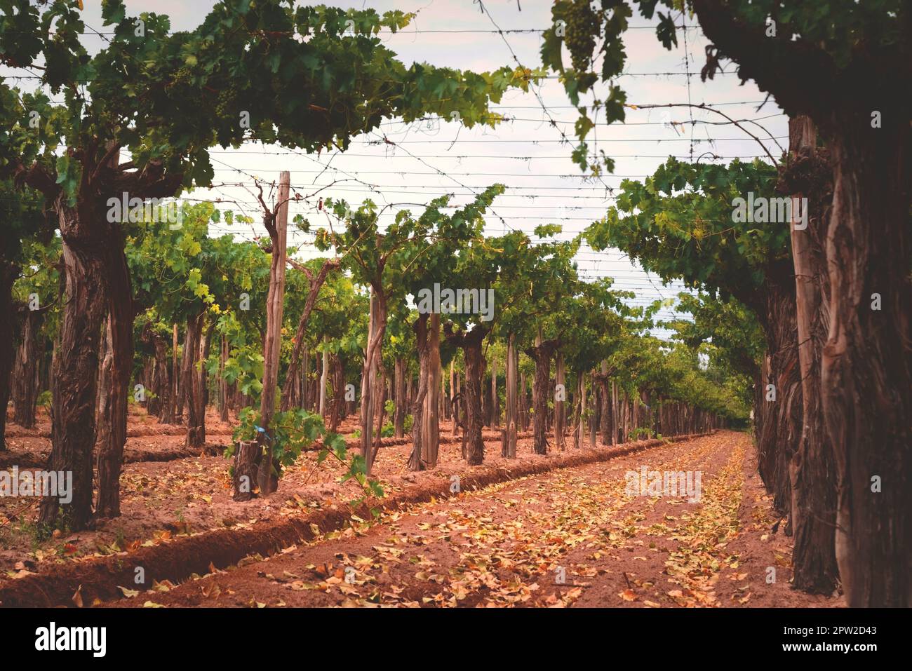 Grapevines on a vineyard estate in Mendoza, Argentina. Wine industry, agriculture background. Stock Photo