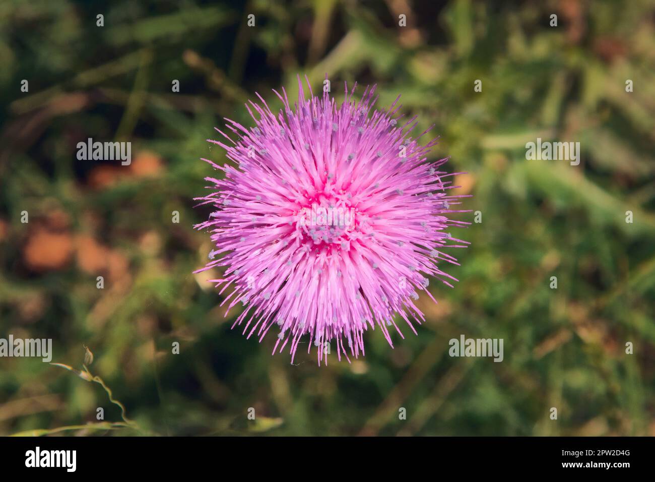 Light purple thistle flower, centered on the frame. Detail close up. Stock Photo