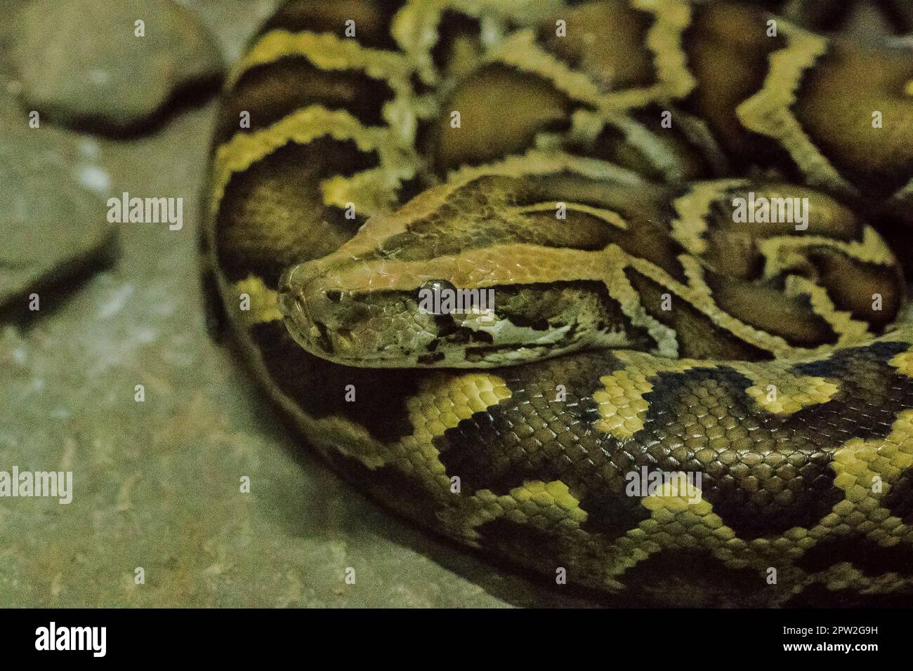 Python bivittatus is a large, poisonous snake, one of the six largest ...