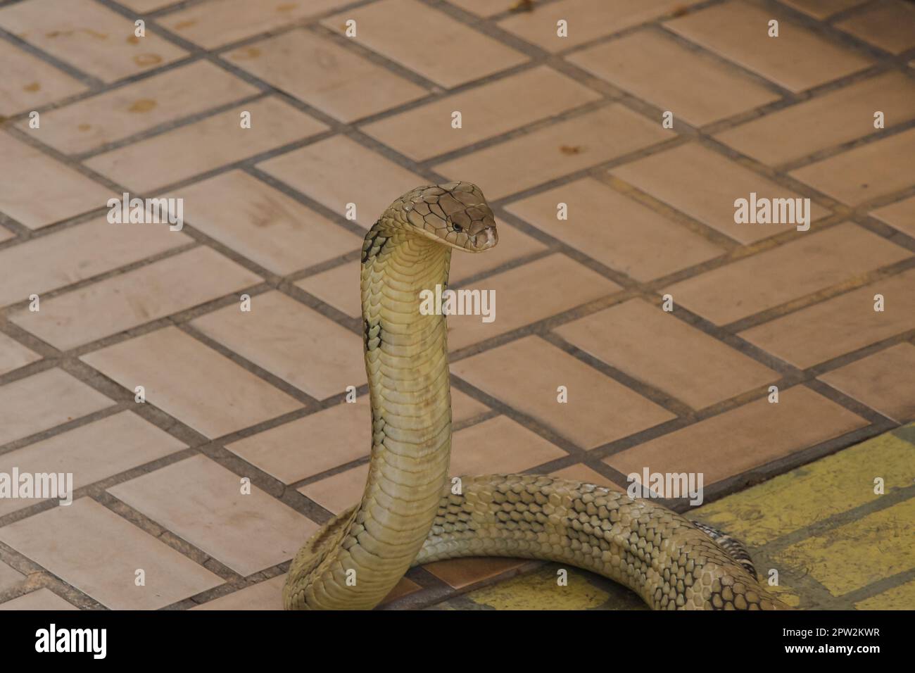 Bushmaster Snake 3D model - Download Animals on