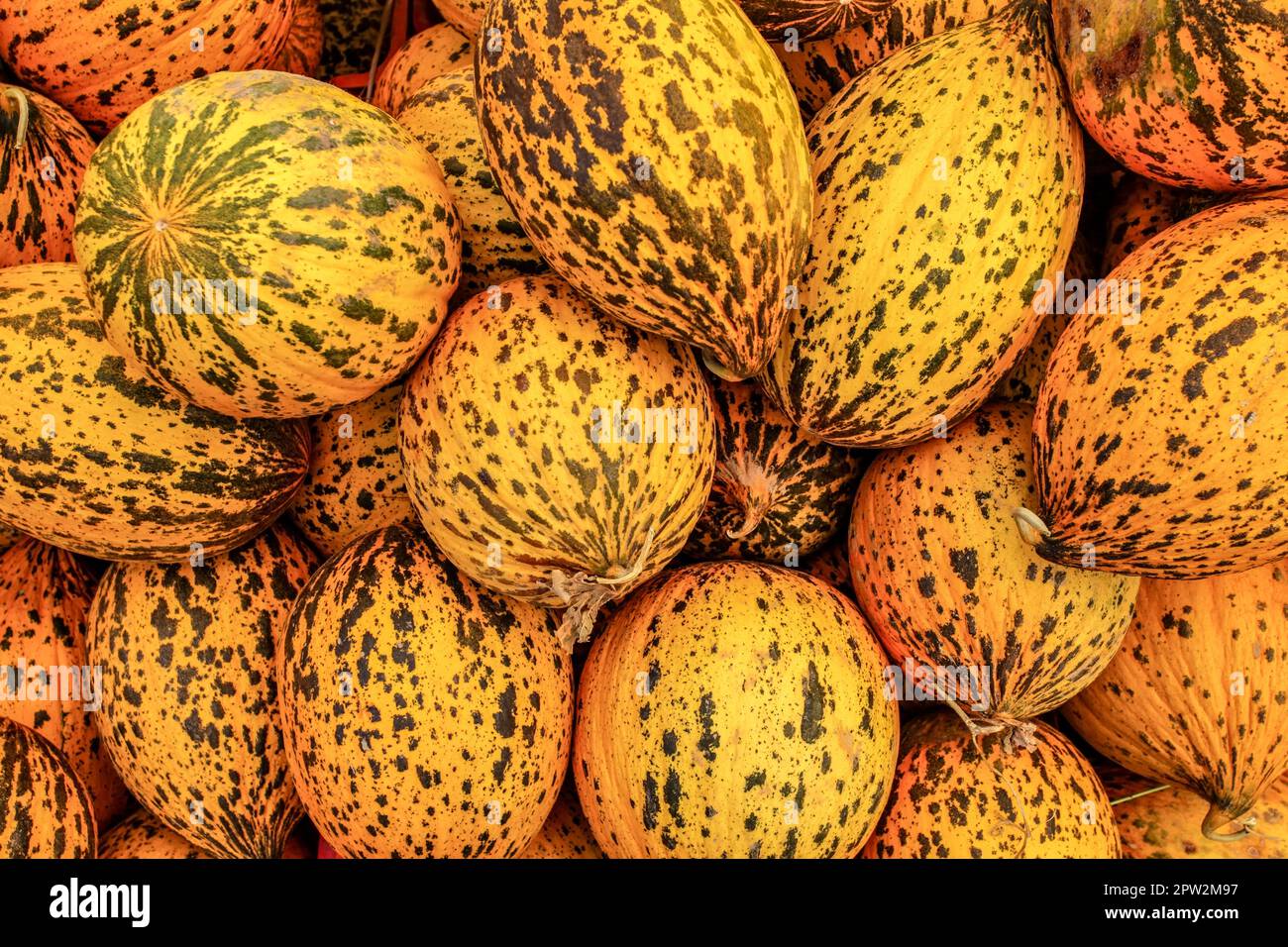 Spotted Turkish yellow melons (Kavun) displayed on food market in Kyrenia, Northern Cyprus Stock Photo
