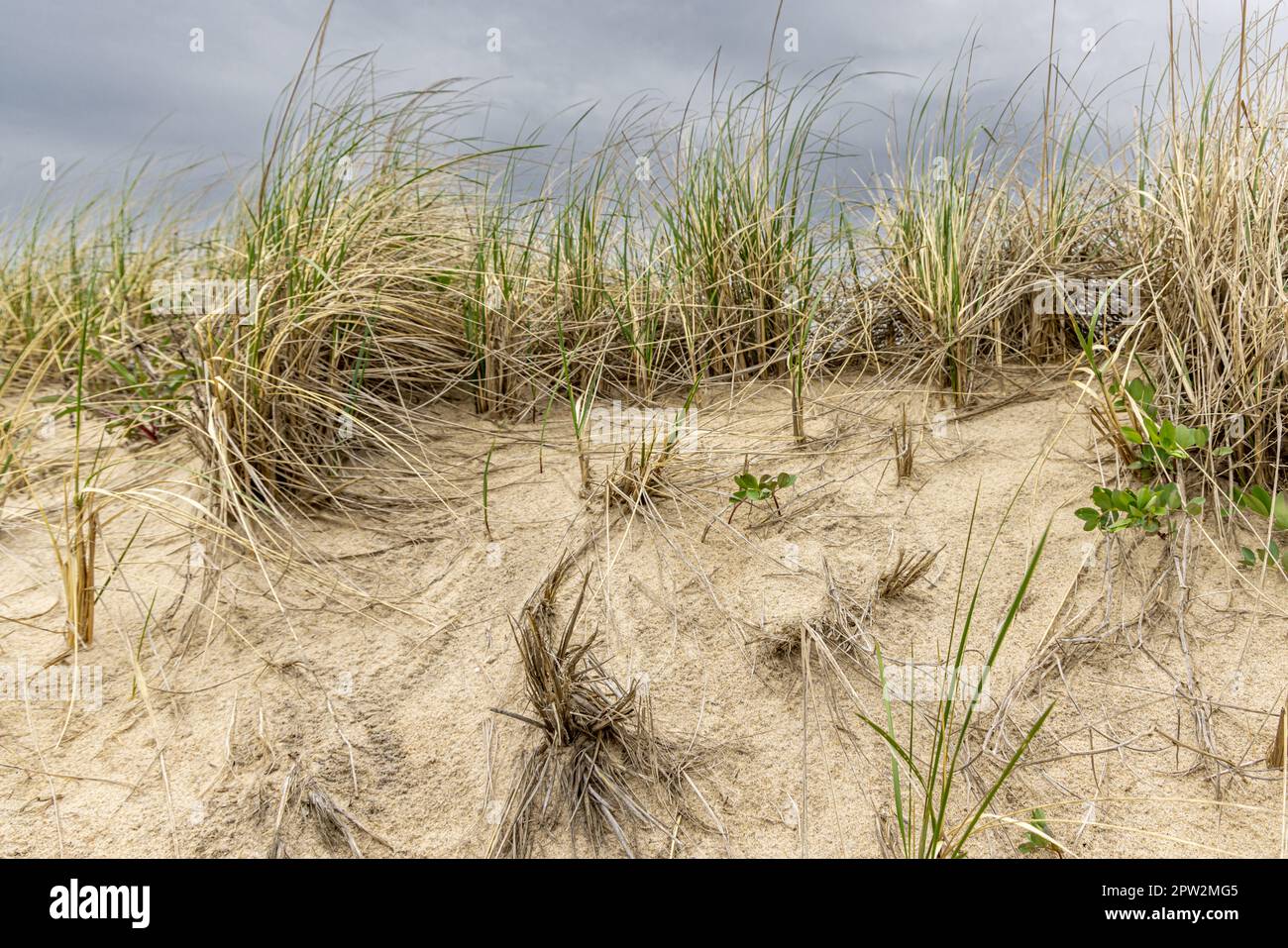 detail image of beach grass on an amagansett  dune Stock Photo