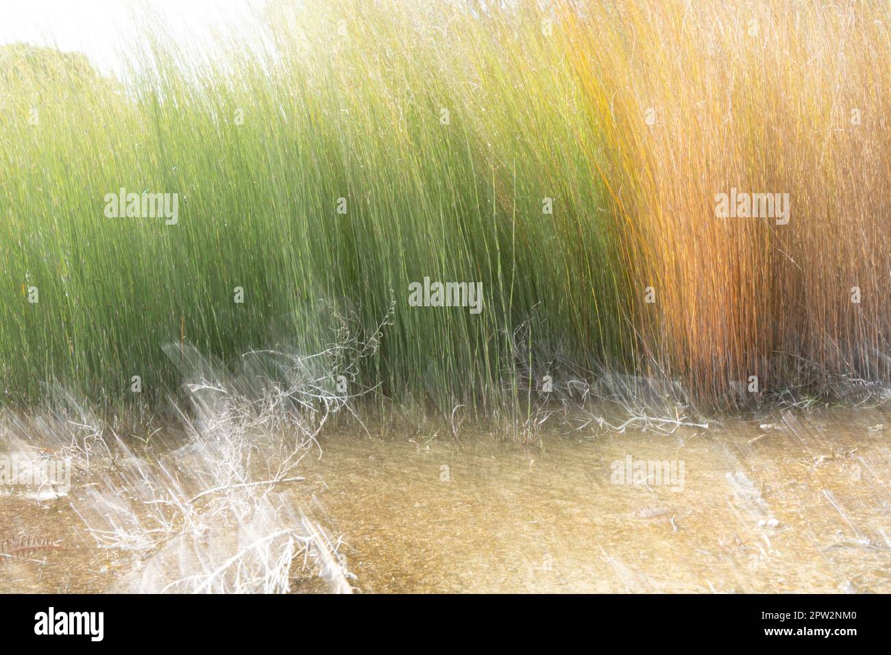 Motion blur effect orange and green reeds growing in shallow pool with ...