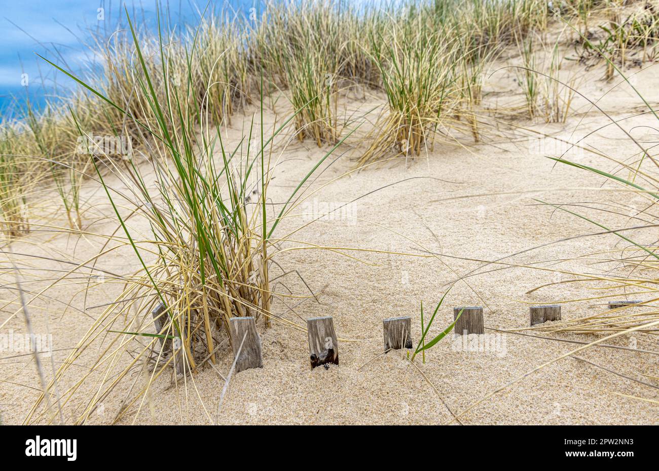 The top of beach fencing polking out of the sand at an amagansett beach Stock Photo
