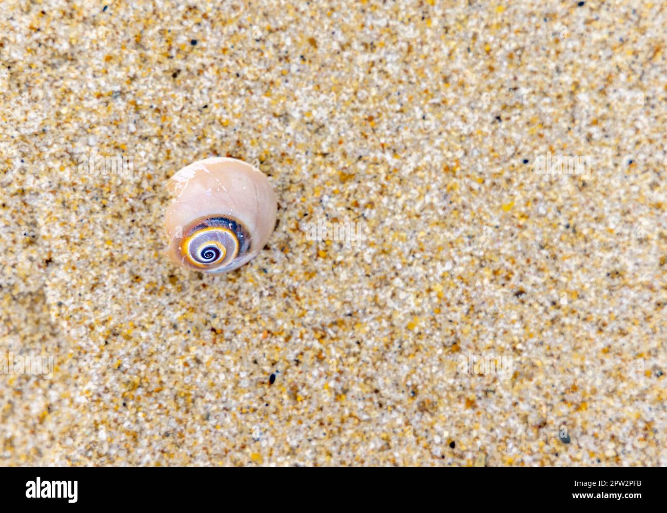 a detail image of a single shell resting in the sand on an ocean beach Stock Photo