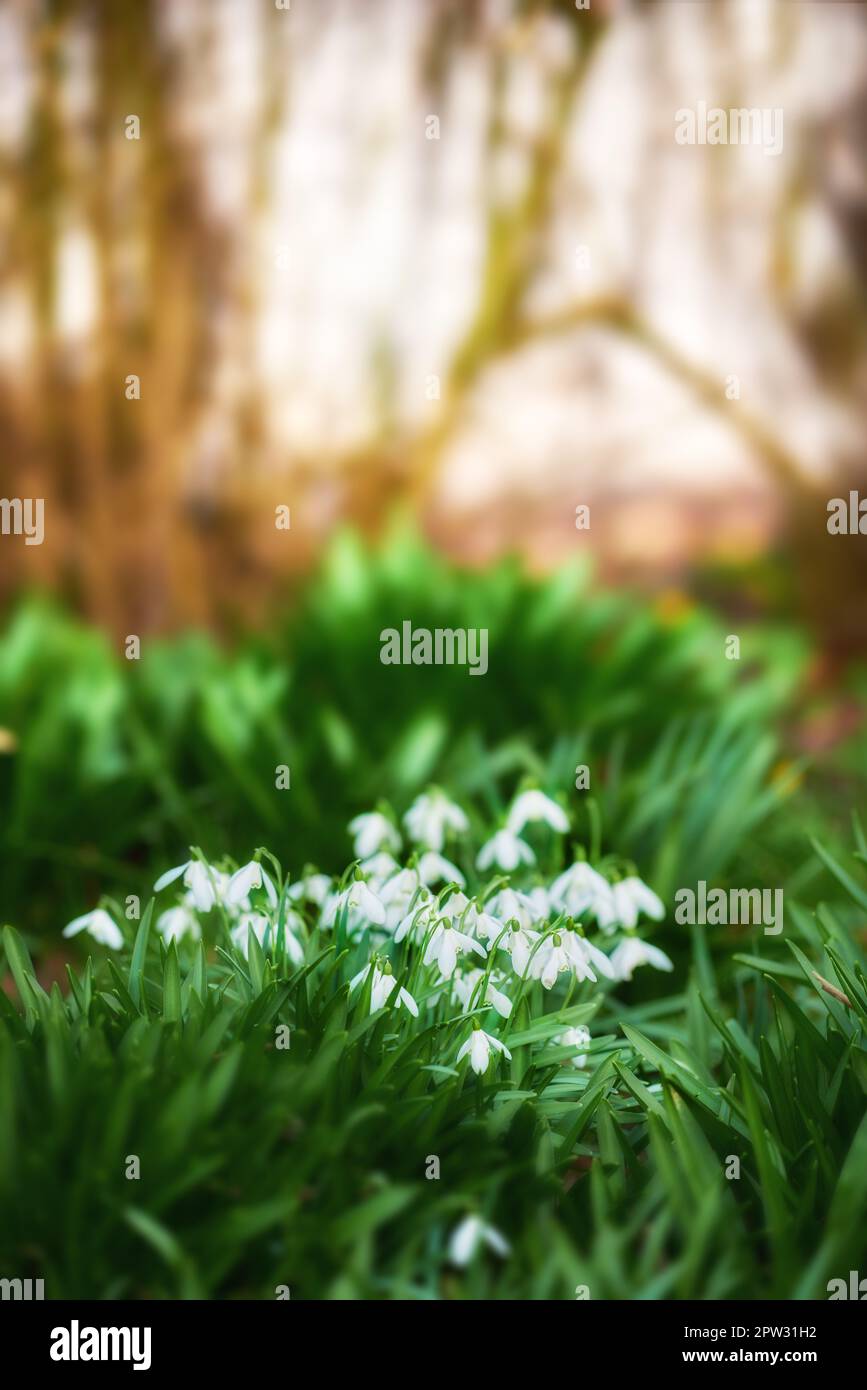 Snowdrops. Snowdrop a widely cultivated bulbous European plant that