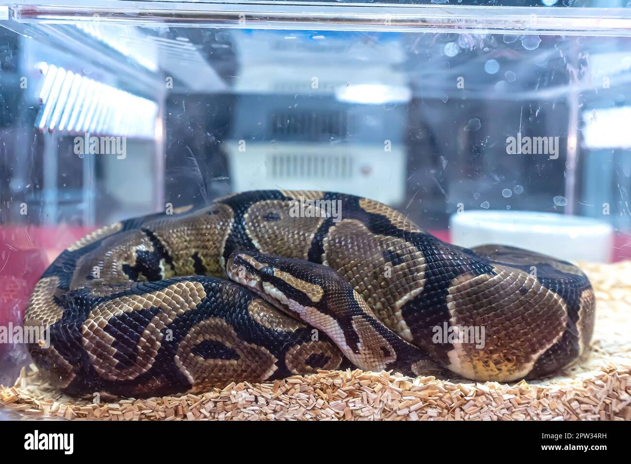 Ball python in the glass cabinet waiting to be sold. It's a popular pet ...
