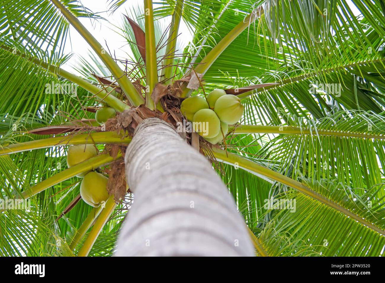 Coconuts are on the tree, young coconut. Stock Photo