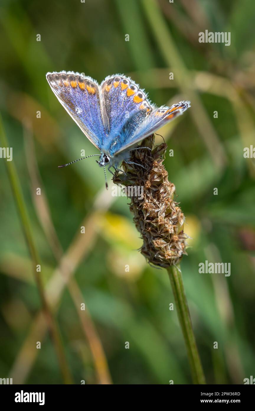 Common Blue butterfly female resting on a dried seed head Stock Photo