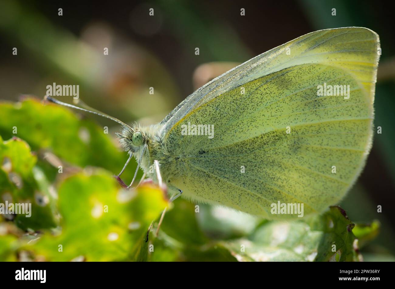 Small White butterfly on greenery Stock Photo