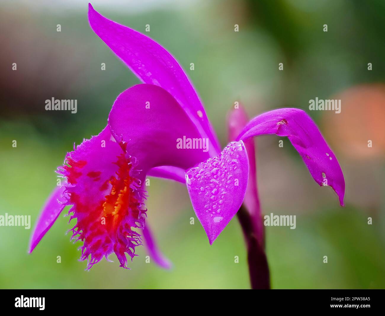 Pink flower of the hybrid frost tender orchid, Pleione Stromboli 'Fireball' (pleionoides x bulbocodiodes) Stock Photo