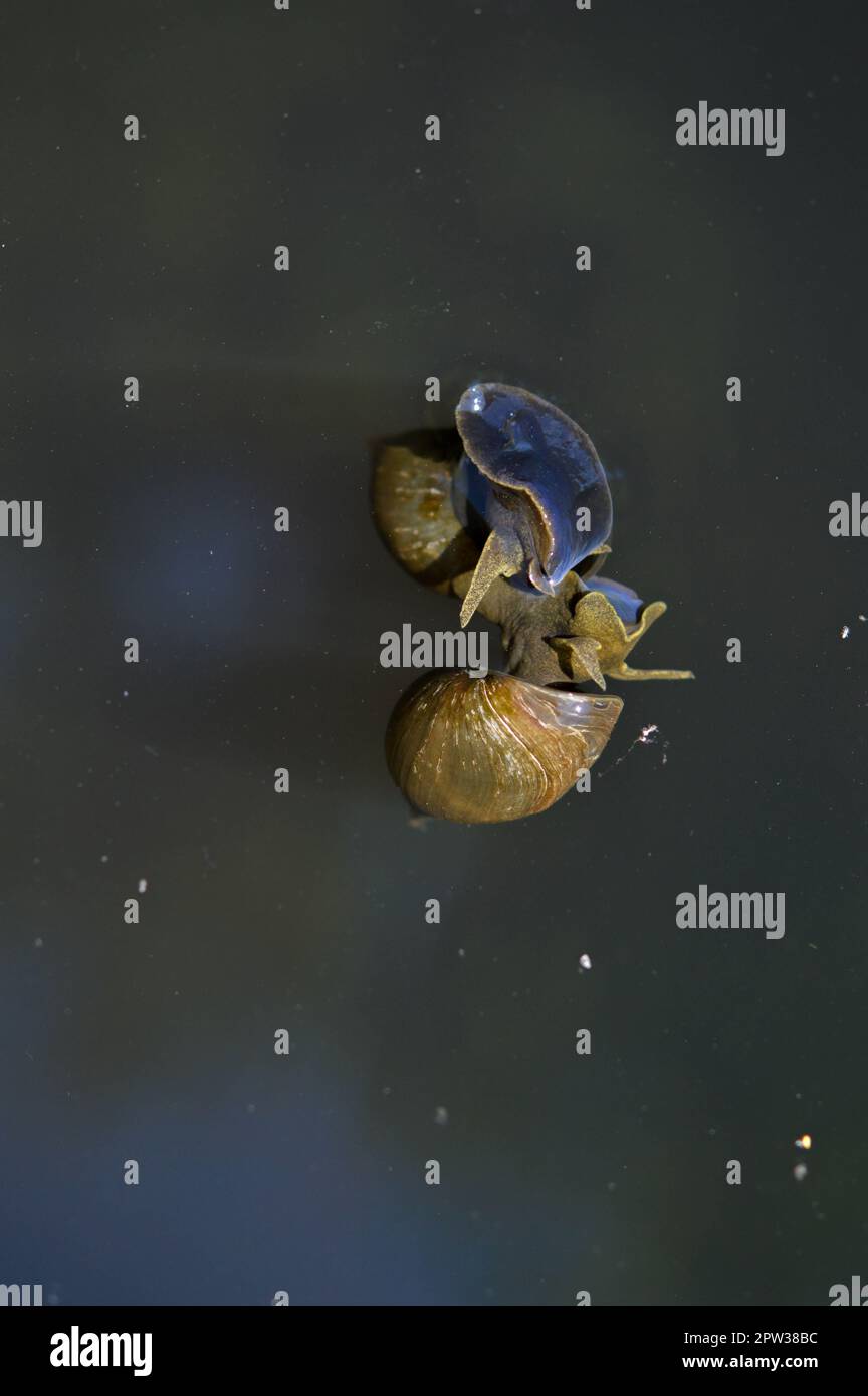 Water snails in the lake, in water two water snails. Water snail