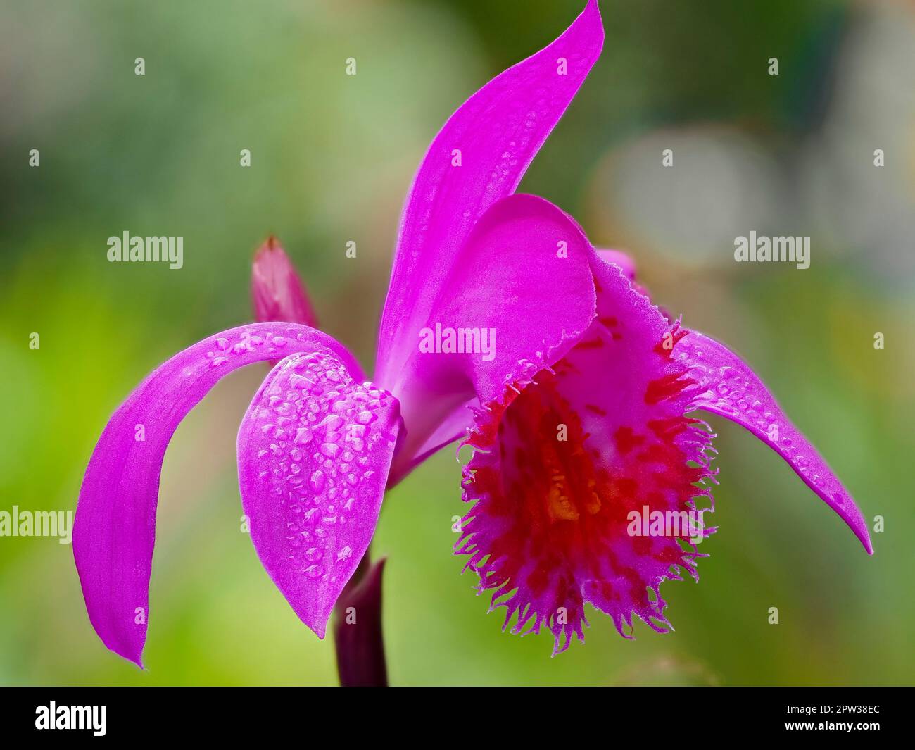 Pink flower of the hybrid frost tender orchid, Pleione Stromboli 'Fireball' (pleionoides x bulbocodiodes) Stock Photo