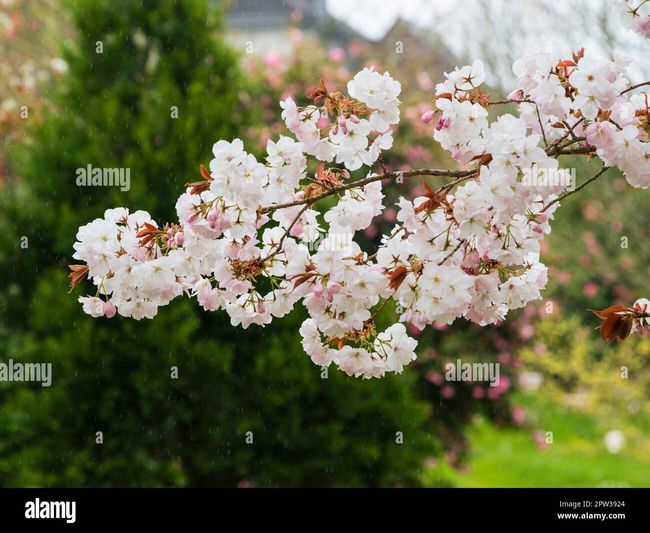 White spring blossom of the ornamental spring flowering cherry, Prunus 'Accolade' with rain streaks from an April shower Stock Photo