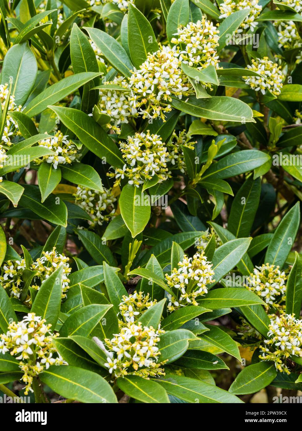 Massed flower heads of the spring flowering evergreen shrub, Skimmia japonica 'Scarlet Dwarf' Stock Photo