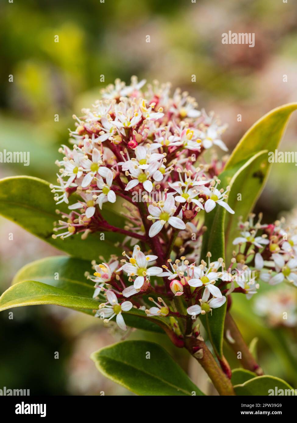 Single flower head of the spring flowering evergreen shrub, Skimmia japonica 'Ruby Dome' Stock Photo