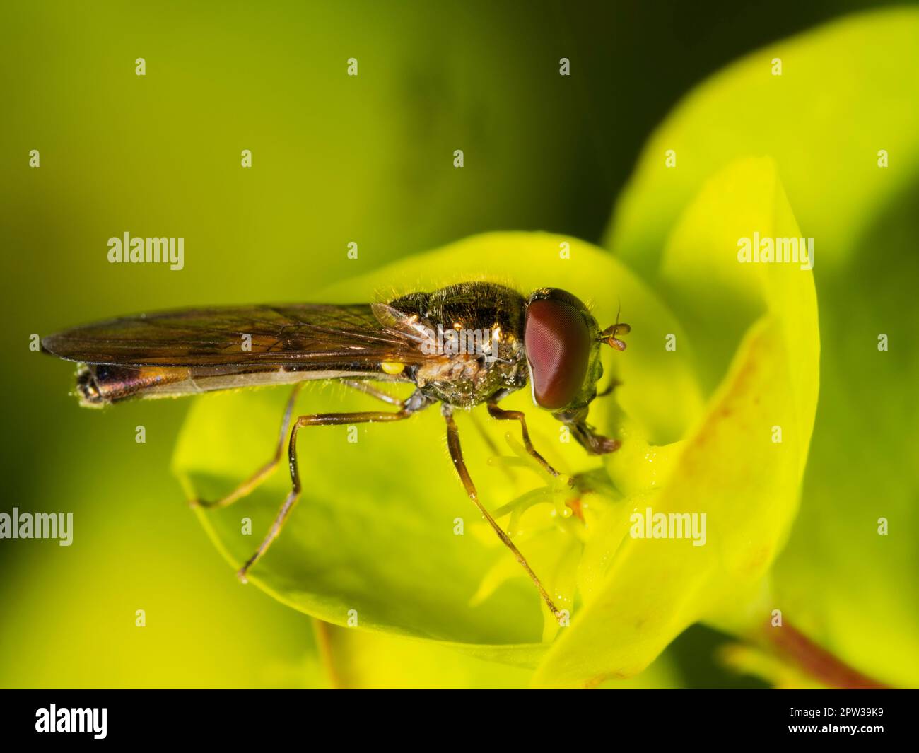 Adult male of the small UK hoverfly, Melanostoma scalare, a regular garden visitor Stock Photo