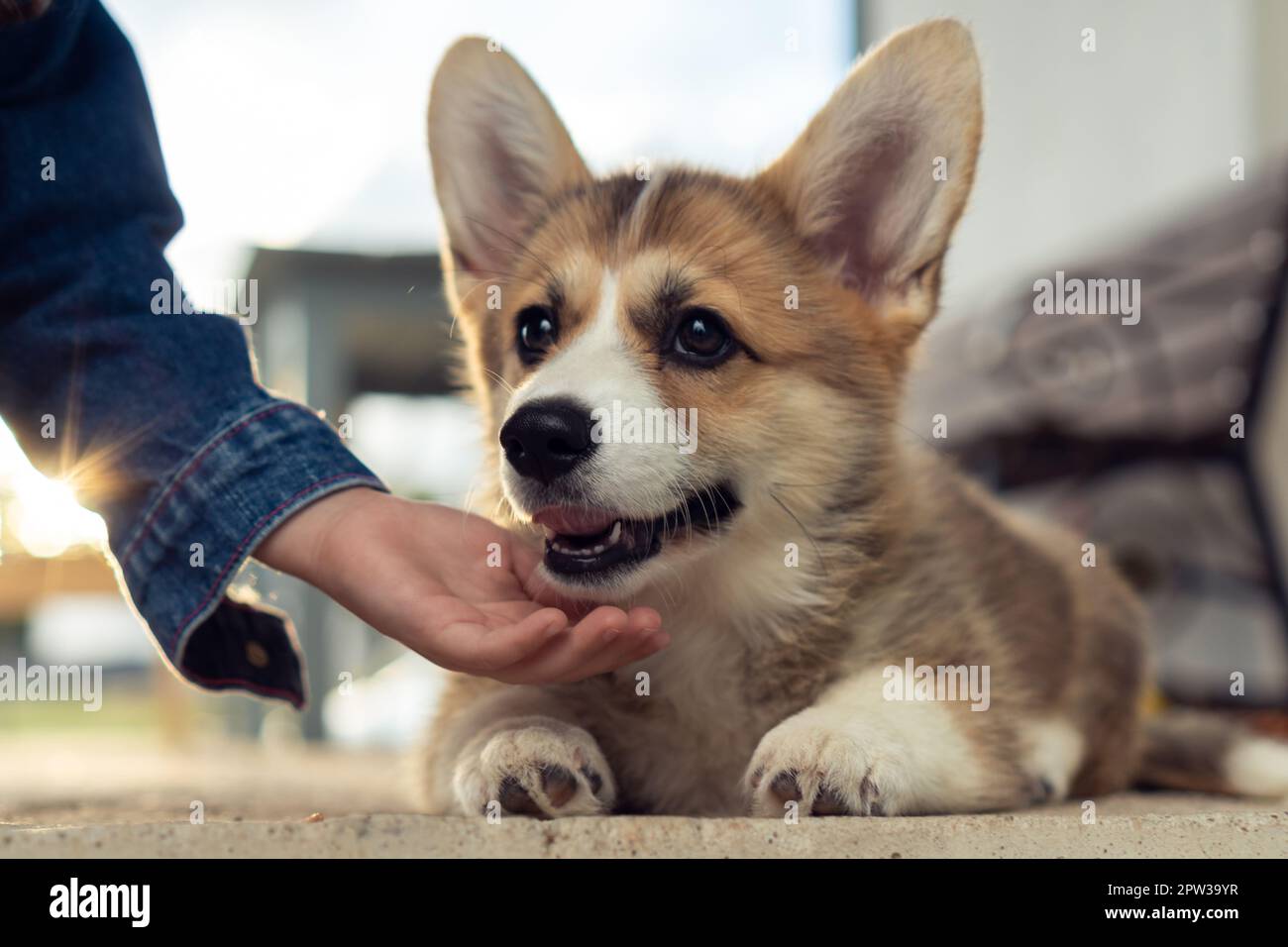 Corgi 2024 suit jacket