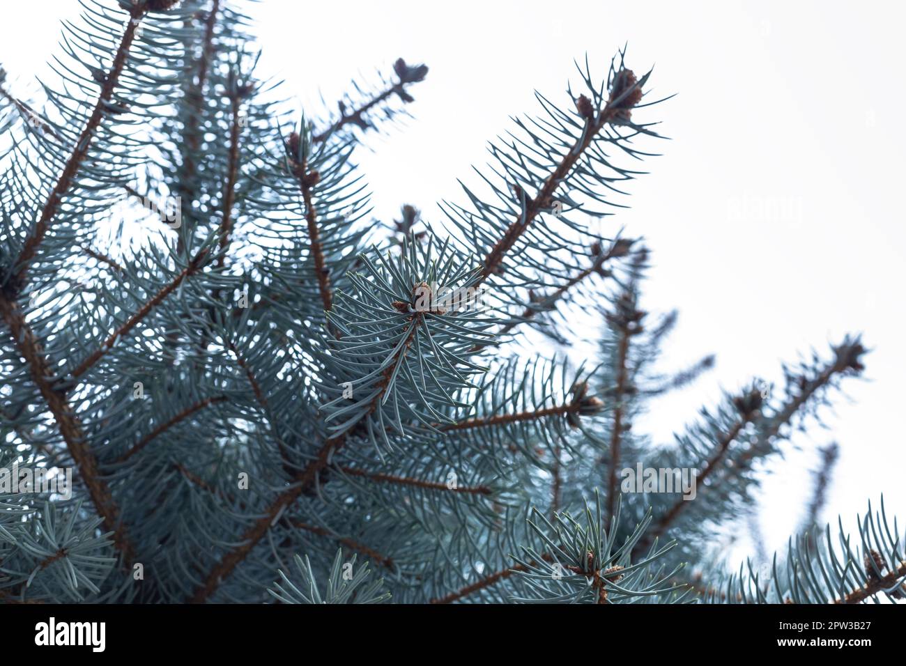 Background from branches of blue spruce. Cones of the blue, green, and white spruce or Colorado blue spruce, with the Latin scientific name Picea pung Stock Photo