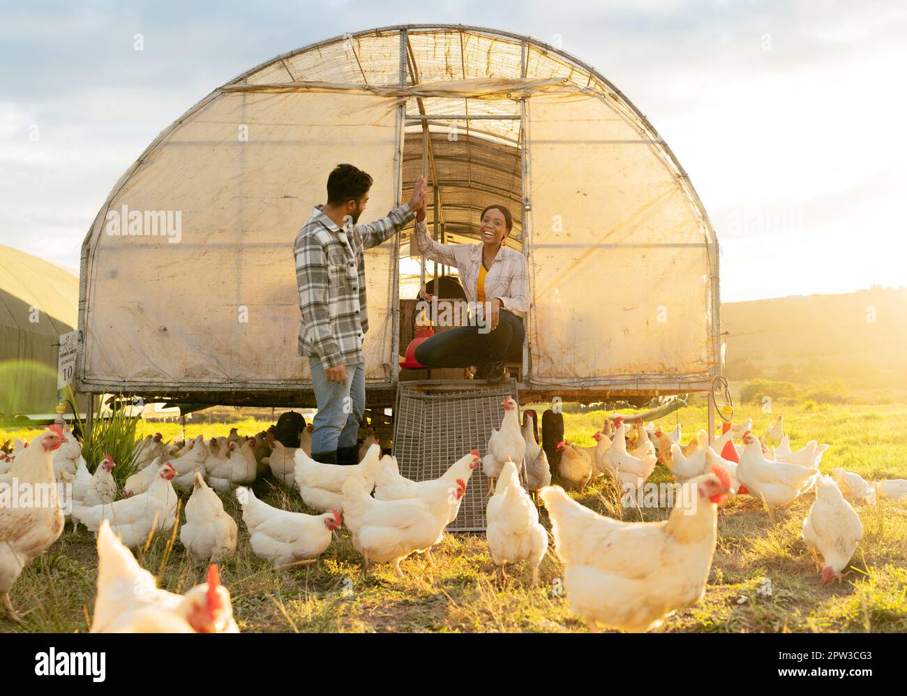 Chicken farmer, countryside farm and sustainable agriculture livestock