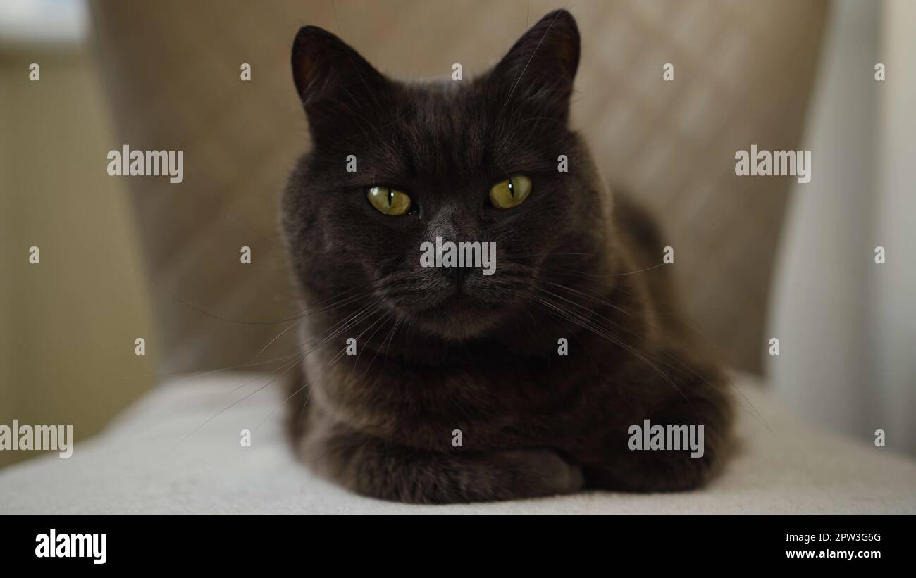 portrait of a 3 year old blue british shorthair cat looking at camera ...