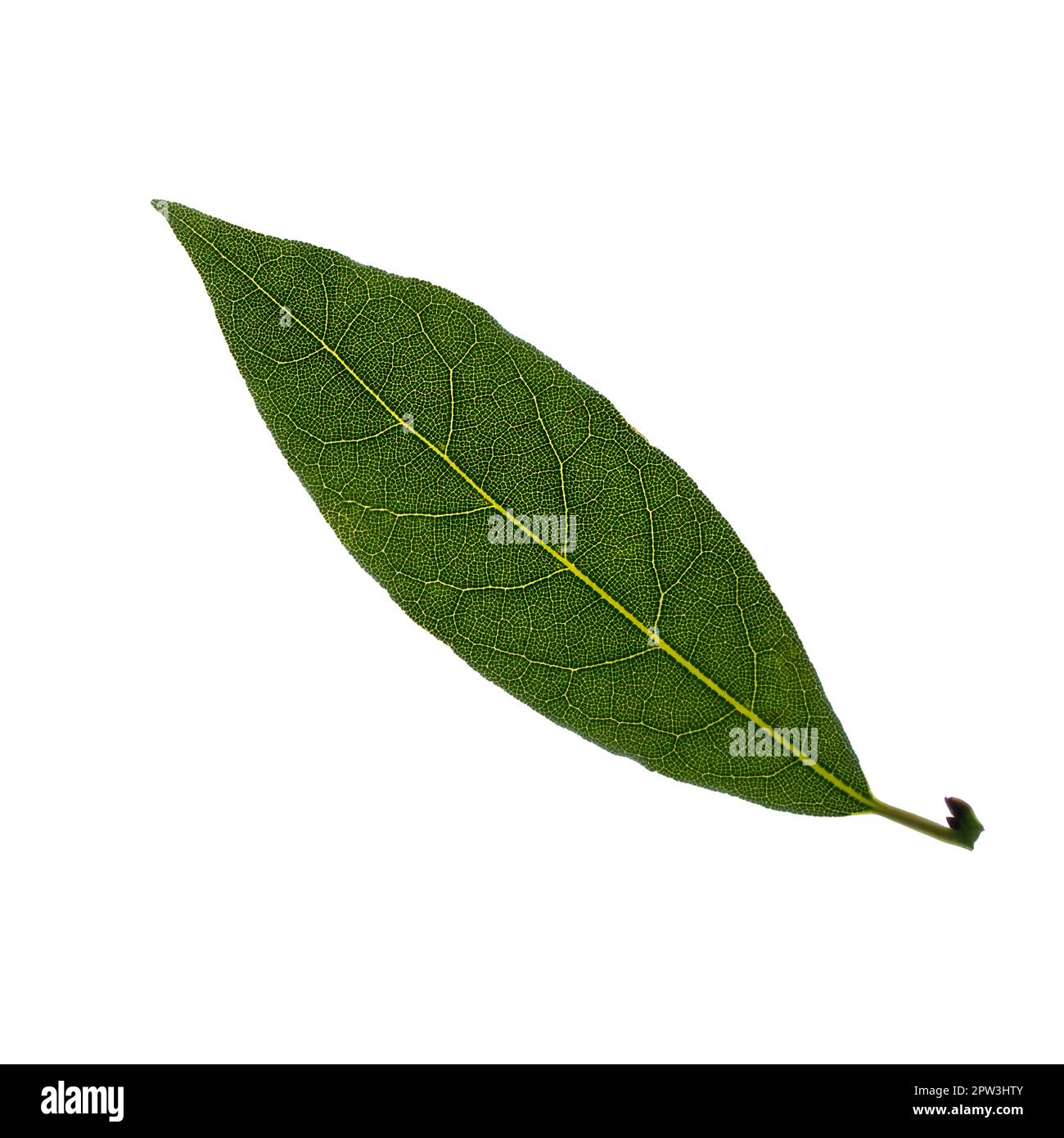 a bay leaf in backlight on a white background on a trasparent
