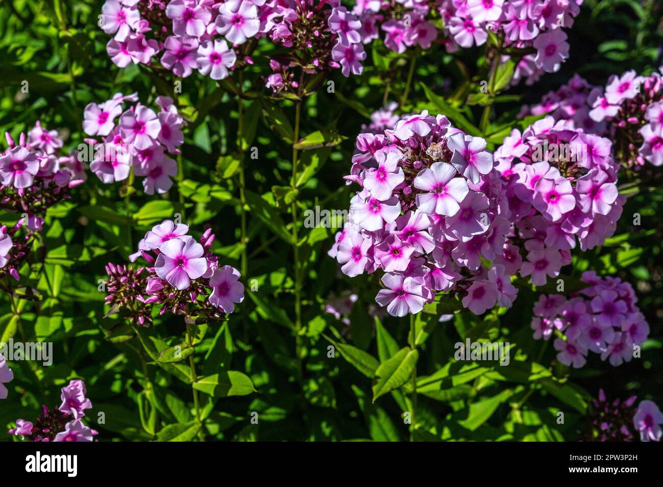 Gorgeous purplish flower of the weeping Phlox in full bloom Stock Photo