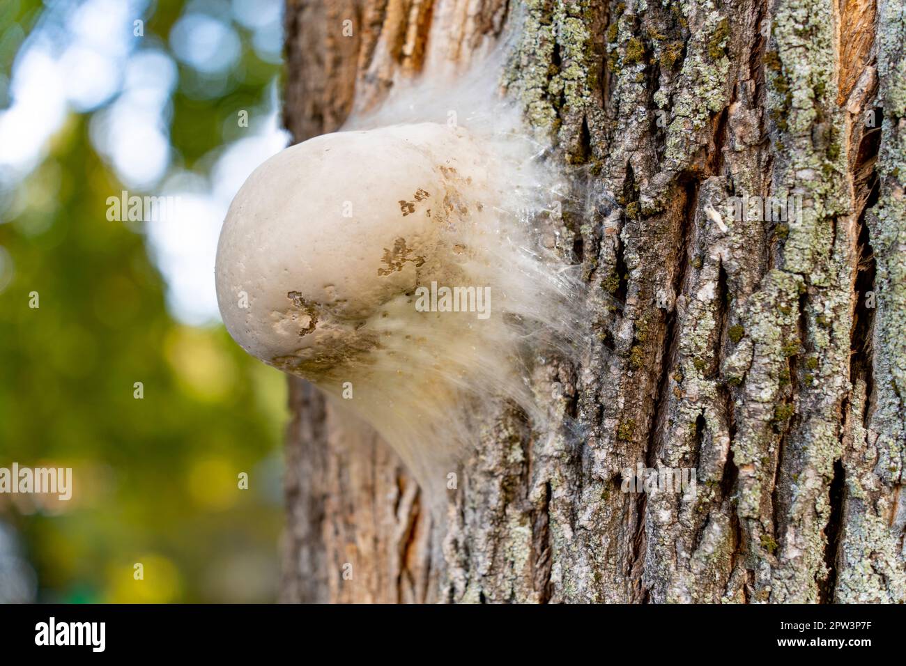 A fungus growing on the bark of a tree Stock Photo