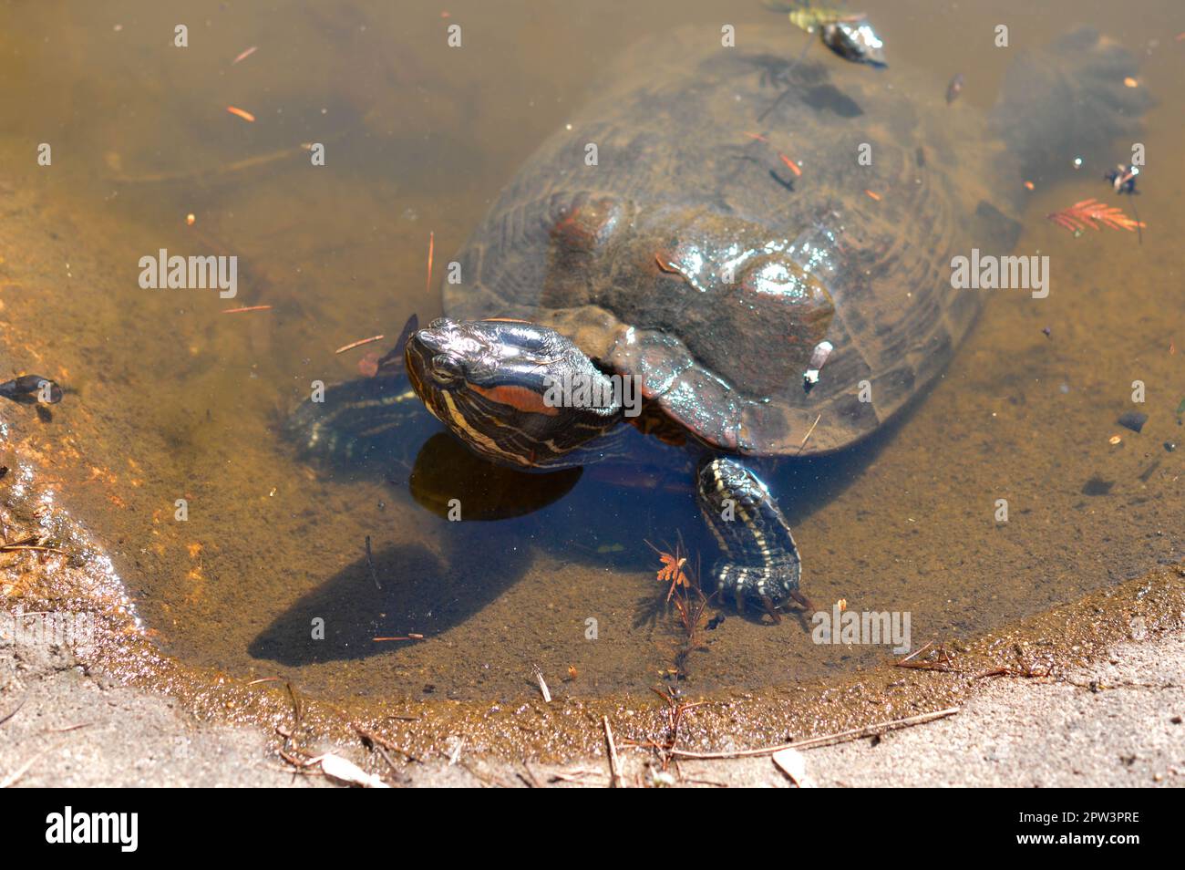 Turtle In The Water, In The Botanical Garden Stock Photo - Alamy