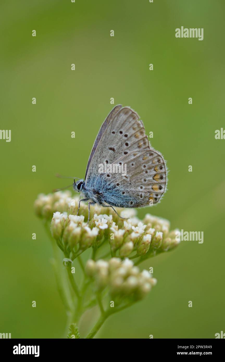 The common blue butterfly (Polyommatus icarus) is a butterfly in the family Lycaenidae and subfamily Polyommatinae. Stock Photo
