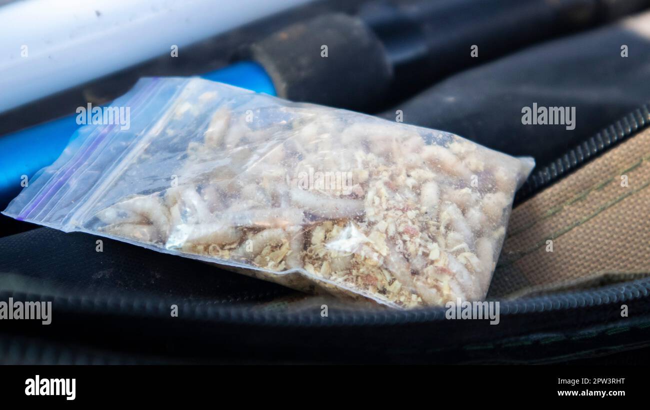 A small bag of sawdust and maggots. Live bait for fishing. Fly