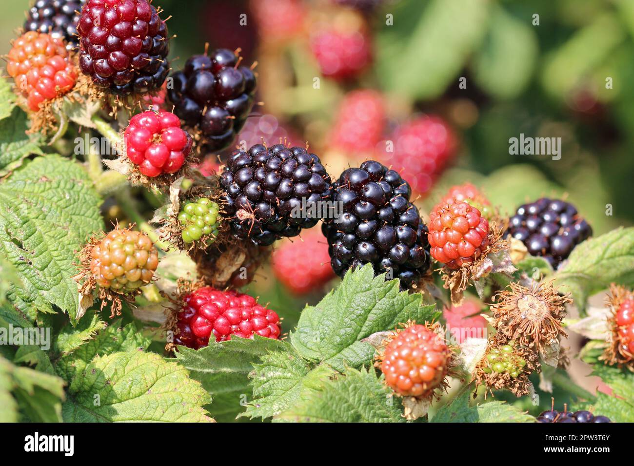 Cultivated ripe and unripe black and red blackberry, Rubus, fruits in close up, on the bush with a background of blurred leaves. Stock Photo