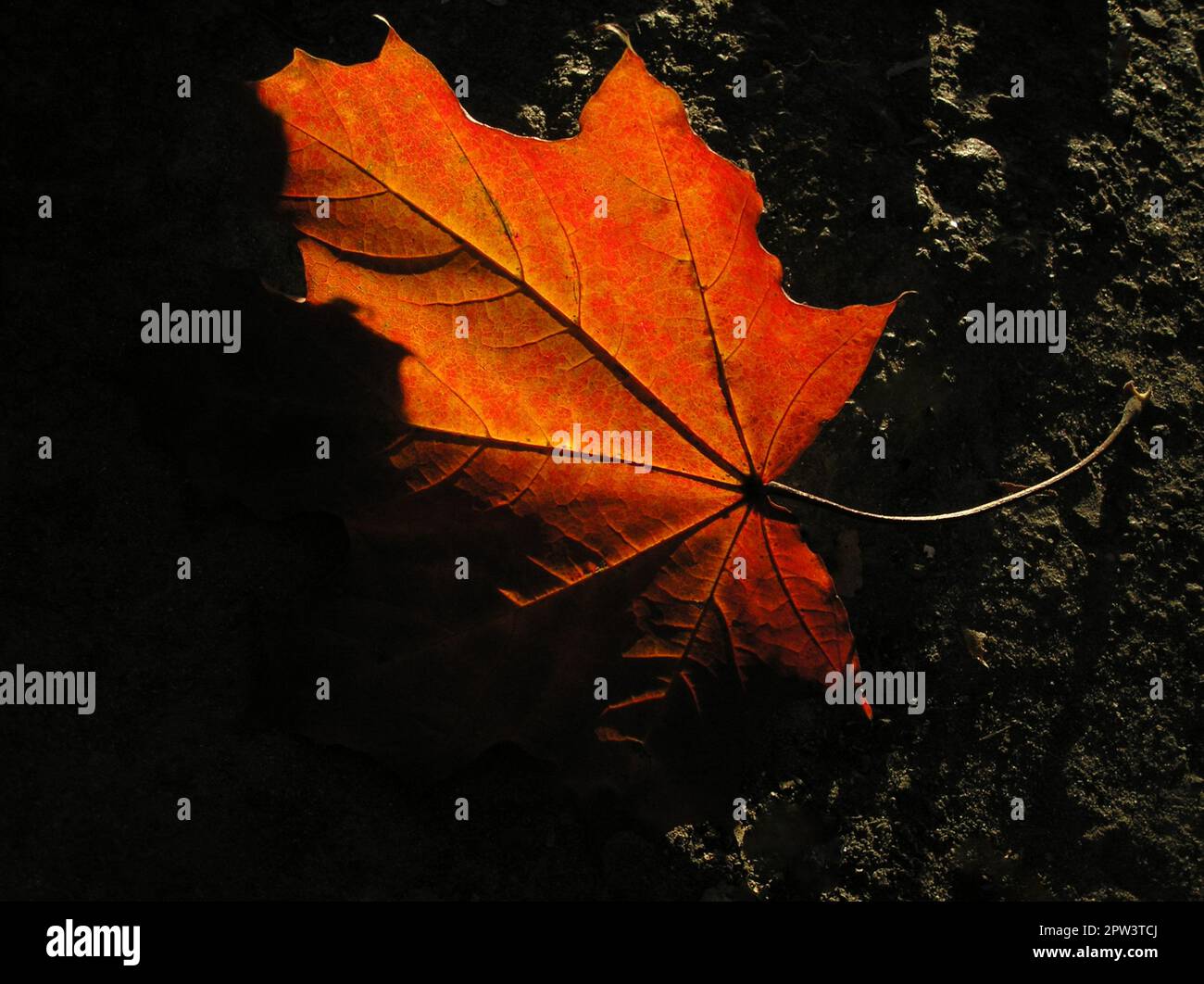 autumn maple leaf on the ground with sunlight Stock Photo - Alamy