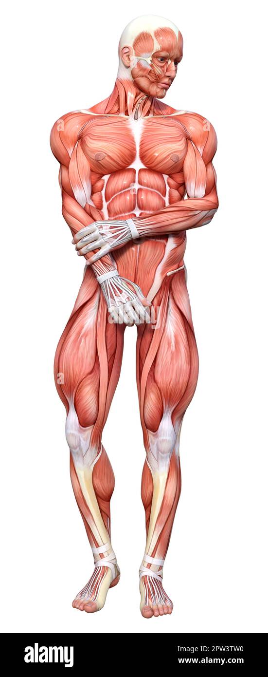 3D rendering of a male figure with muscle maps isolated on white ...