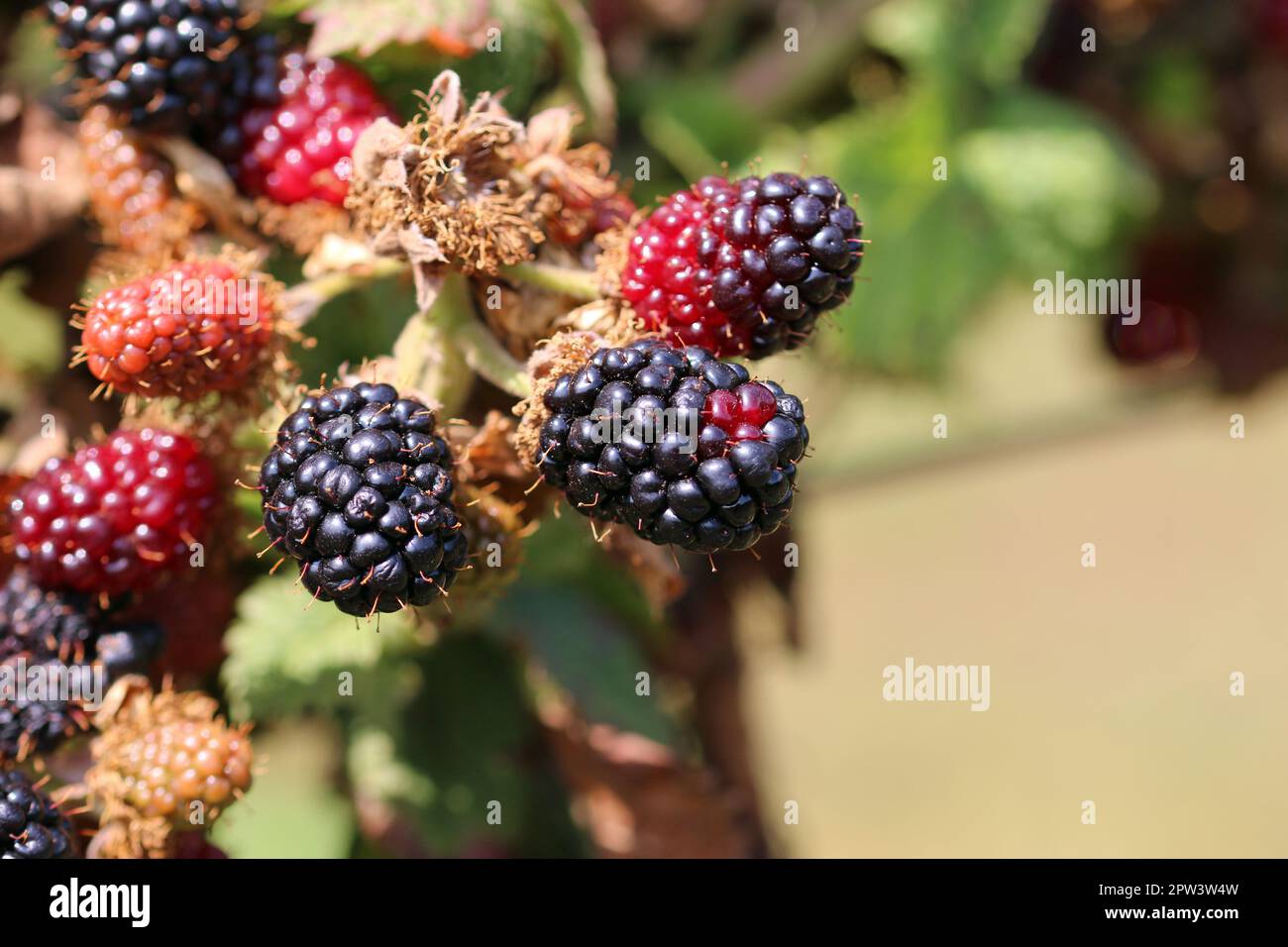 Cultivated ripe and unripe black and red blackberry, Rubus, fruits in close up, on the bush with a background of blurred leaves. Stock Photo