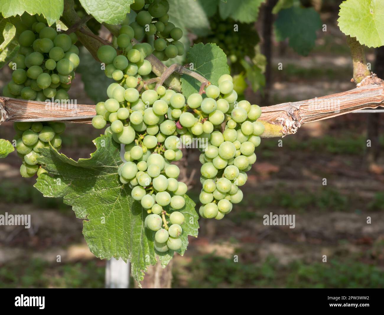 Delicious grapes with berries on the vine Stock Photo