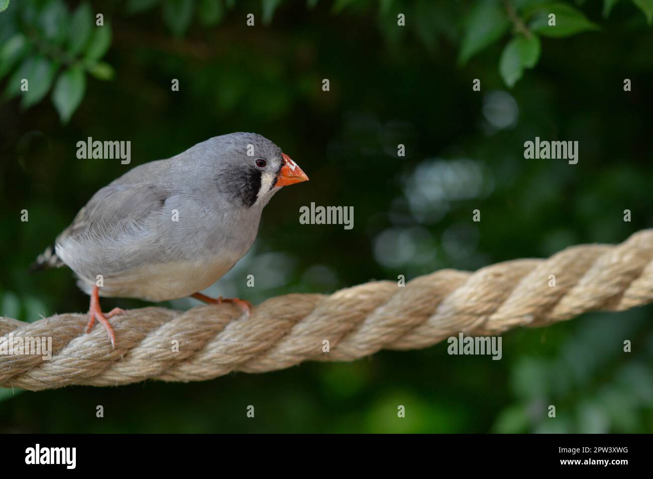 長井朋子作品集　Thousands of Finches Zebra finches chirp weather report to unhatched chicks | CBC