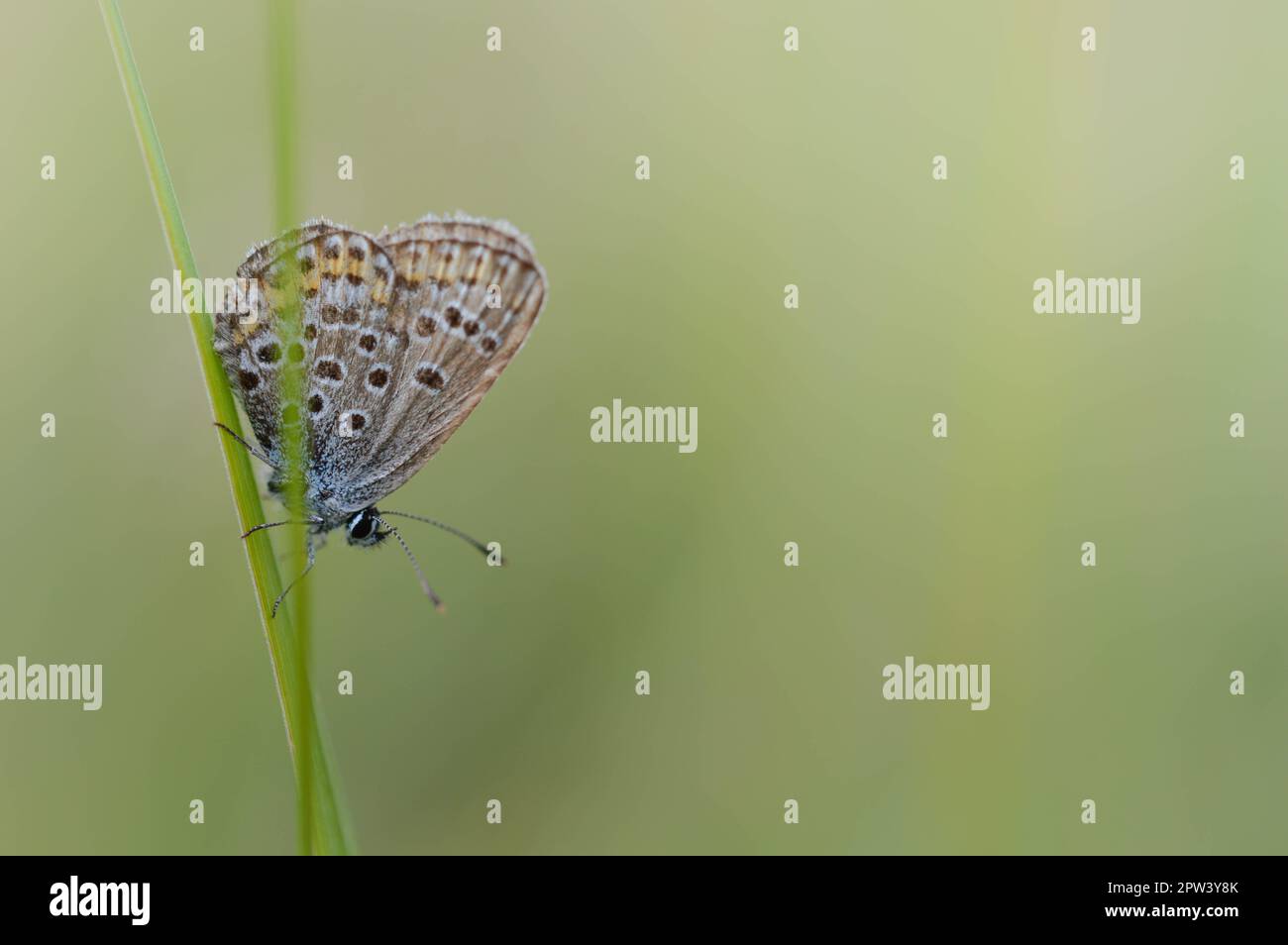 Polyommatus icarus, common blue butterfly, small butterfly blue and ...