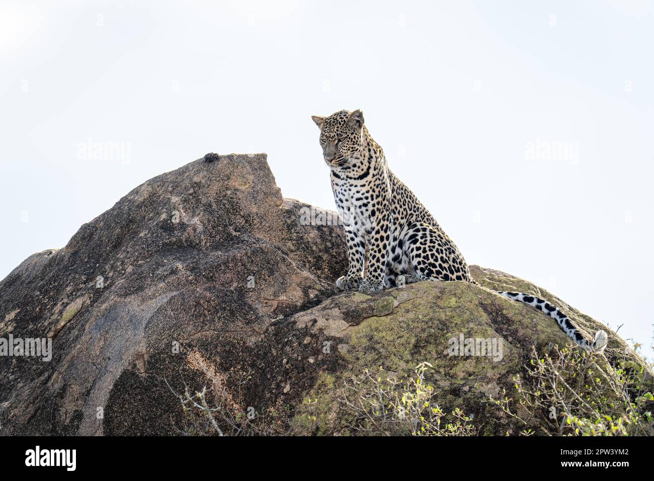 Leopard Crawling Down Rocks Leopard sits staring down from sunlit rock Stock Photo - Alamy