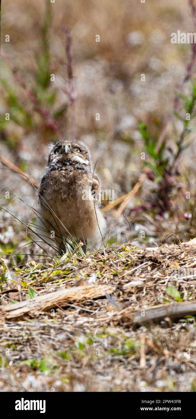 Adorable burrowing owl baby chick gazes upward in curious surprise in Cape Coral, Florida, United States Stock Photo
