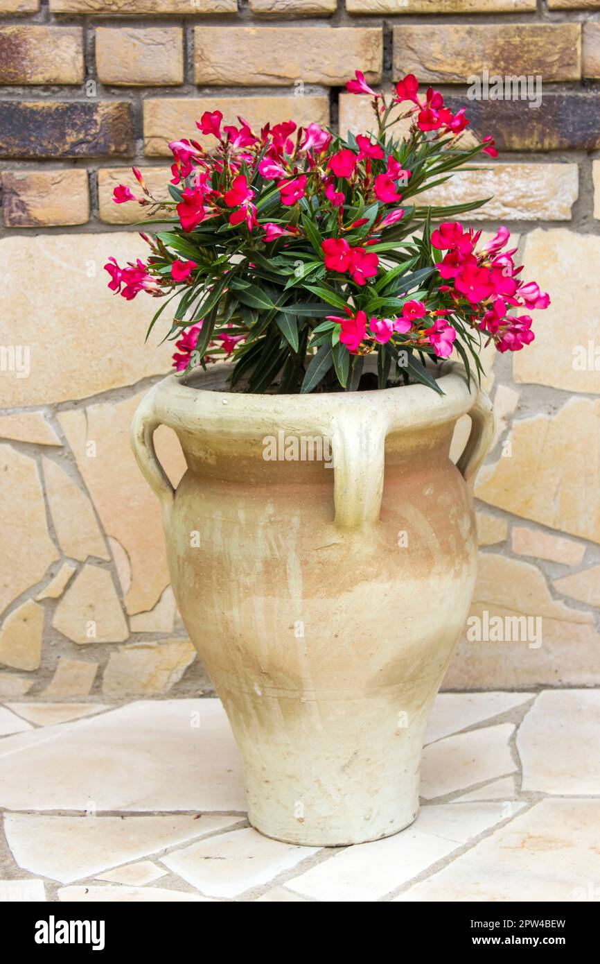 oleander flowers in a clay amphora Stock Photo