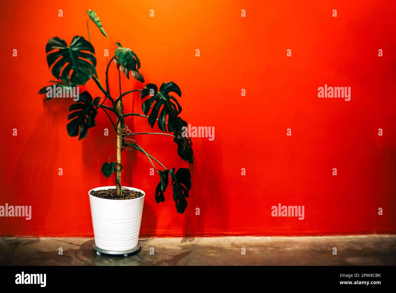 White pot with green monstera plant placed on floor against bright red wall Stock Photo