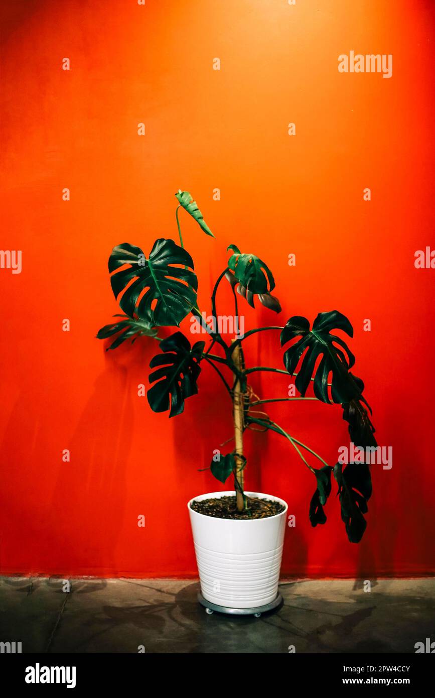 White pot with green monstera plant placed on floor against bright red wall Stock Photo