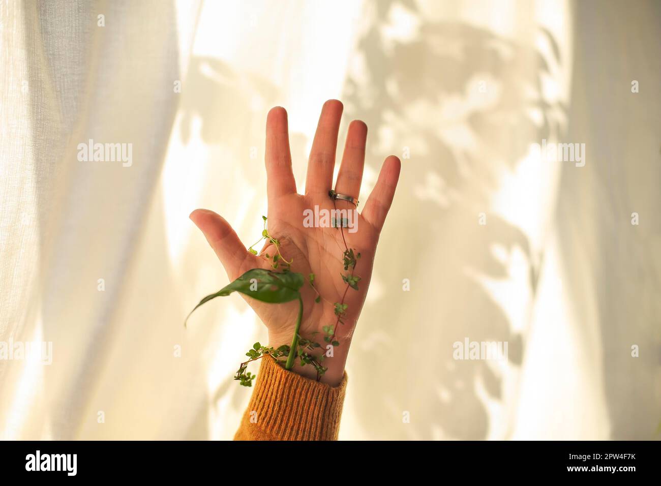 Green plant wrapped around female hand and fingers, greenery in palm against white fabric with shadow of leaves. Microgreens, superfood, vegan and Stock Photo