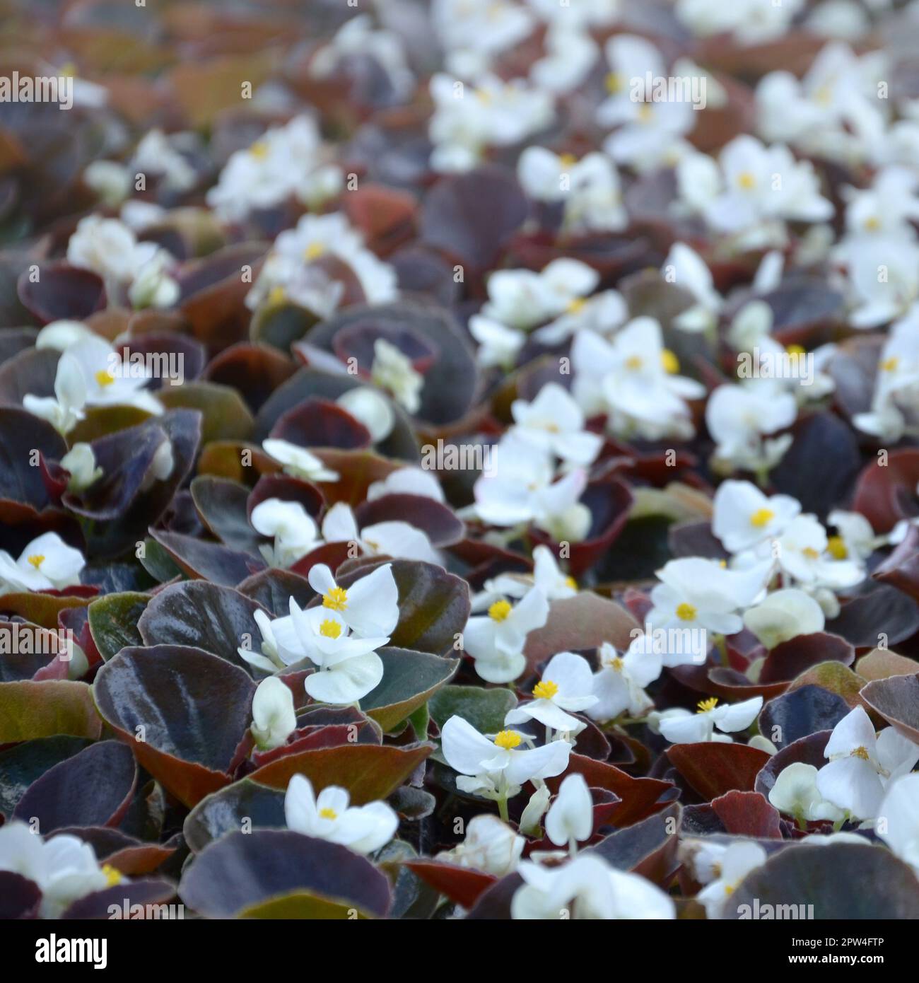 White Begonia cucullata also known as wax begonia and clubed begonia. Field with small white flowers garden close up Stock Photo